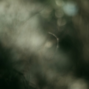 Auge, Licht, Zauber, unscharf, Kontrast, hell dunkel