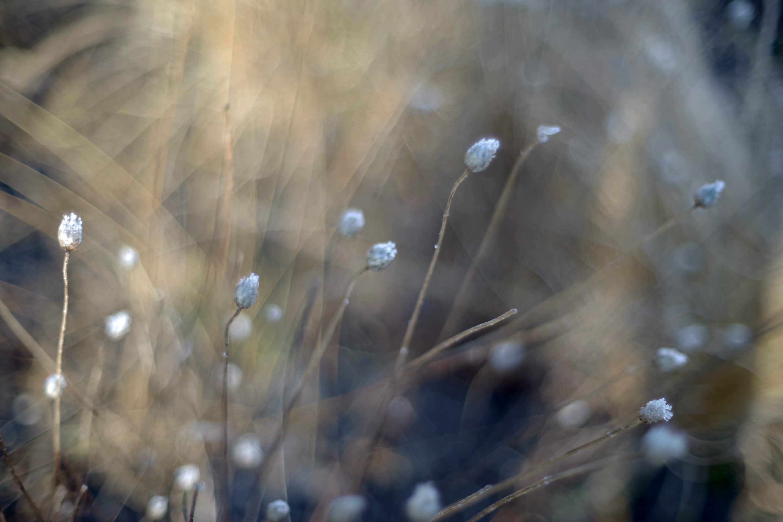 Blumen Zauber unscharf, Lichtspiele experimentelle Fotografie