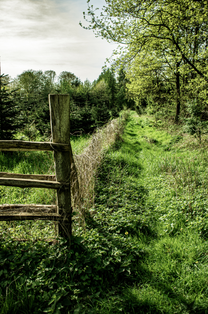 Ethnografische Fotografie, Pfad, Natur Gras Flora grün