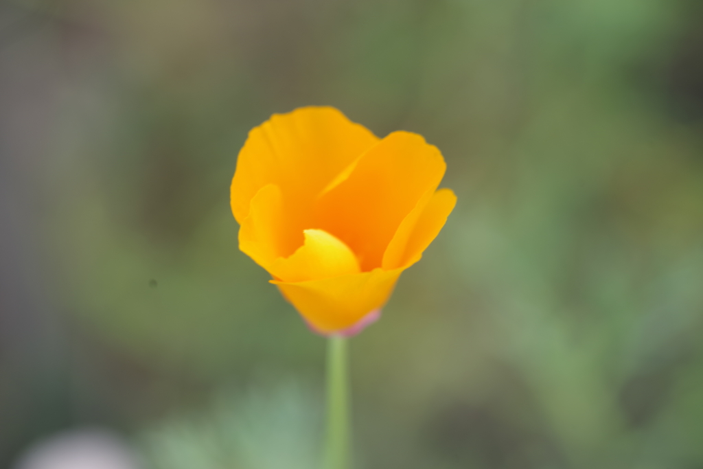 Blume, Orange, Marco, Natur, Nah, besonders