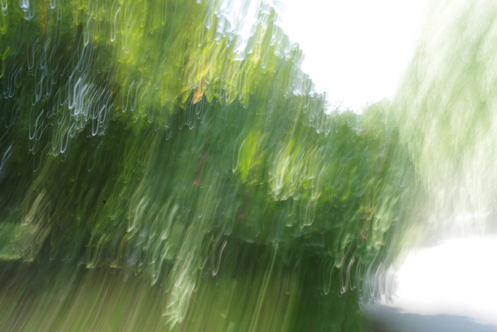 Bewegung, Bäume,experimentell, Licht, Traum