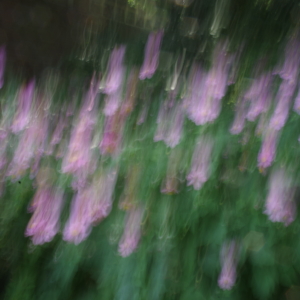 Abstrakte Pflanzenwelt, besonderes Interesse an Zauber, Fotografie, Pentax