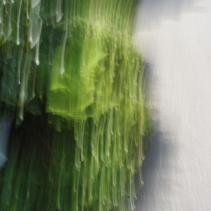 Loki-Schmidt-Garten, Fauna, experimentelle Fotografie, Fotoreise, Bewegungsunschärfe