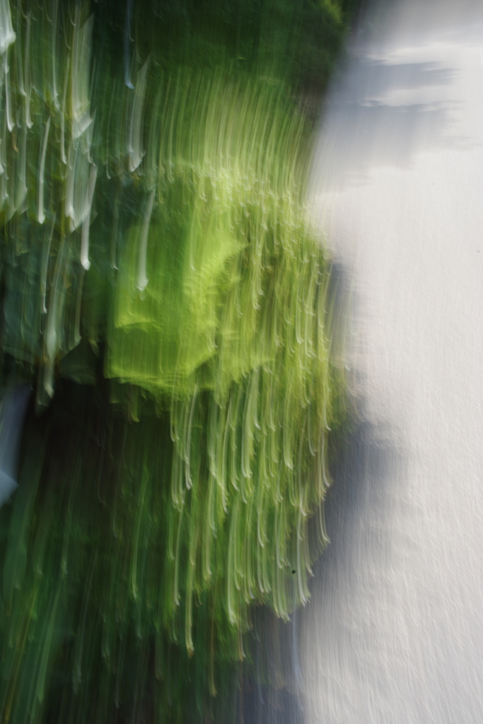 Loki-Schmidt-Garten, Fauna, experimentelle Fotografie, Fotoreise, Bewegungsunschärfe