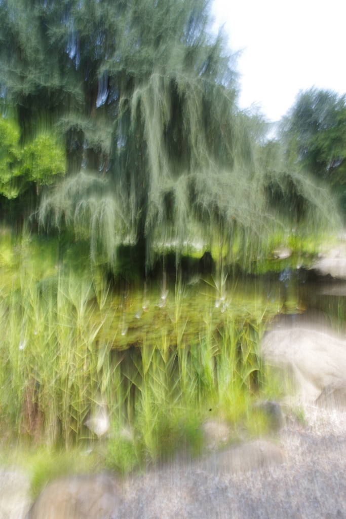 Bäume Bewegungsunschärfe, Kontrast, Licht, experimentelle Fotografie